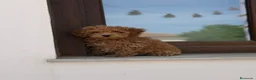 Caniche Enano perros en venta: Caniches enanos apricot  - Anuncio 3