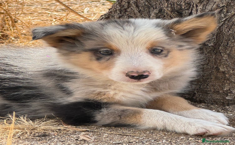 Border Collie perros - Anuncio 11