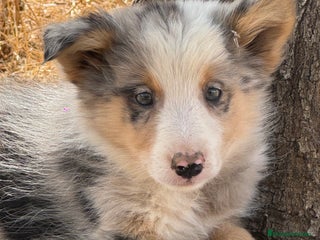 Border Collie perros - Anuncio 1