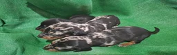 Teckel perros en venta: Teckel - Anuncio 4