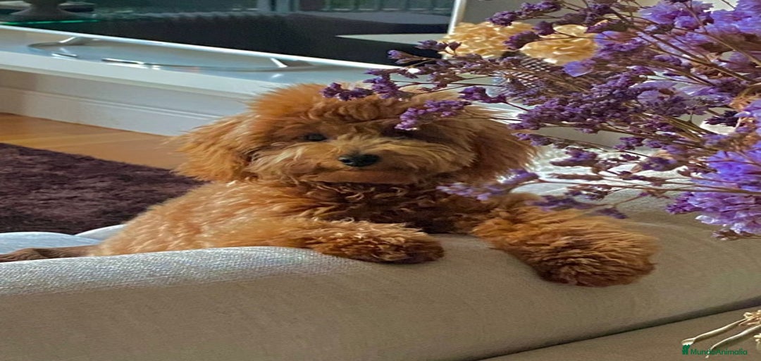 Imagen de galería {{count}}