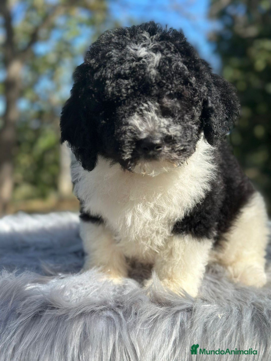 Perro de Agua Español perros en venta: Perro de agua  - Imagen 7