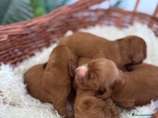 Cocker Spaniel Inglés perros - Anuncio 1