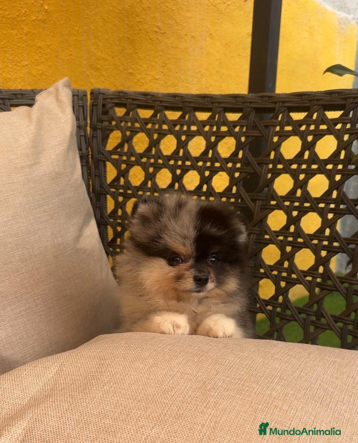 Pomerania perros Pomerania blue merle - Anuncio 2
