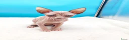Sphynx gatos en venta: Preciosa hembrita ojos azules  - Anuncio 6