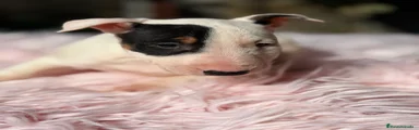 Bull Terrier Miniatura Cachorro 1