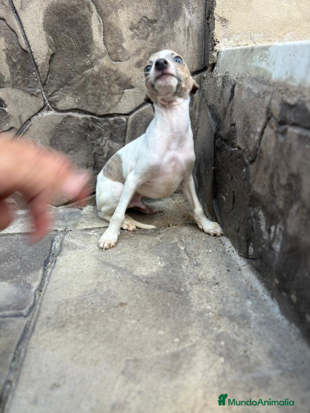 Whippet perros en venta: Whippet  - Imagen 22