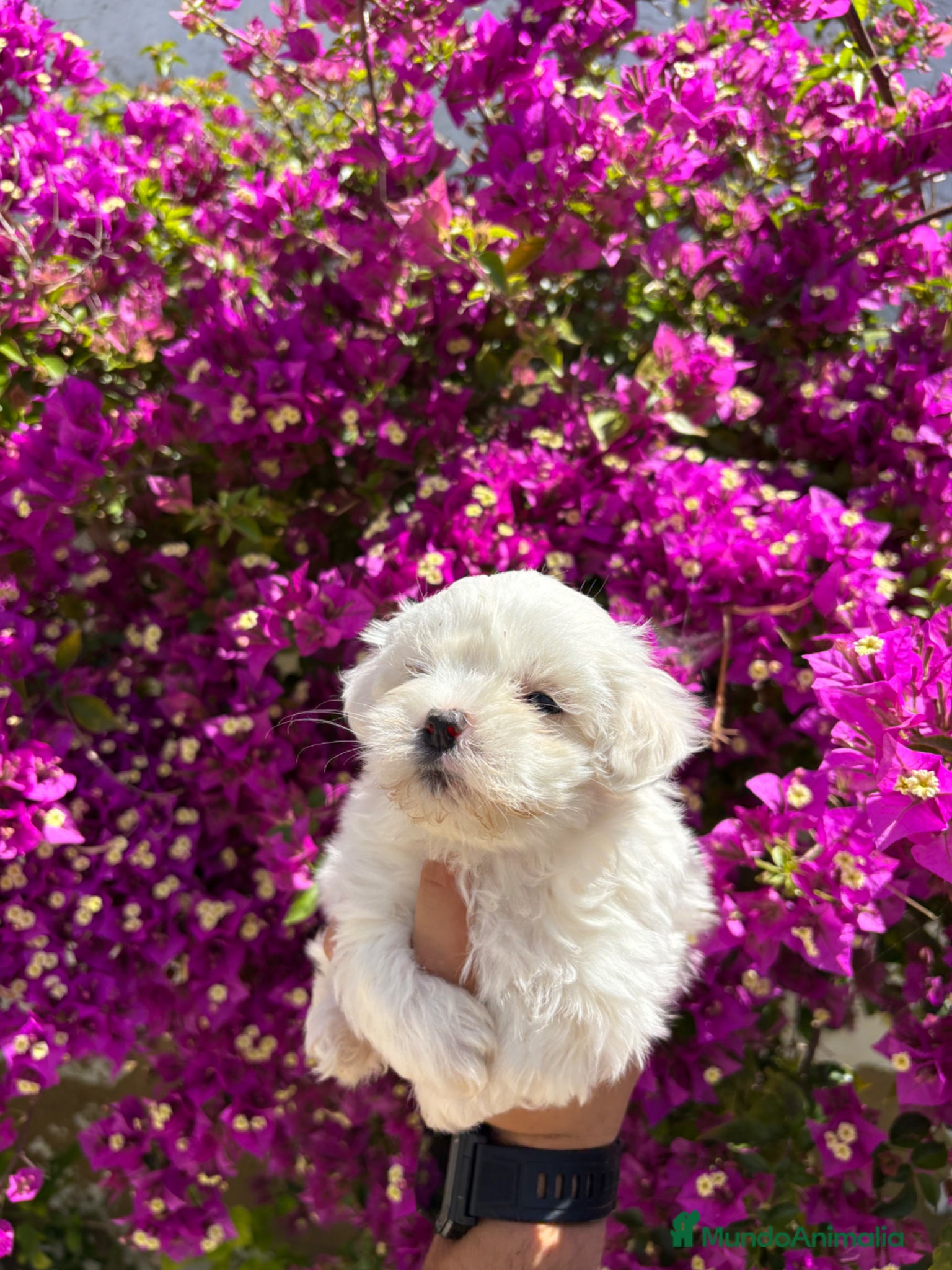 Bichón Maltés perros Bichon Maltés Toy  - Anuncio 1