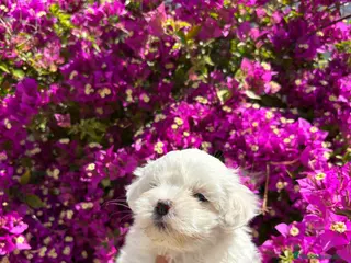 Bichón Maltés perros Bichon Maltés Toy - Anuncio 1