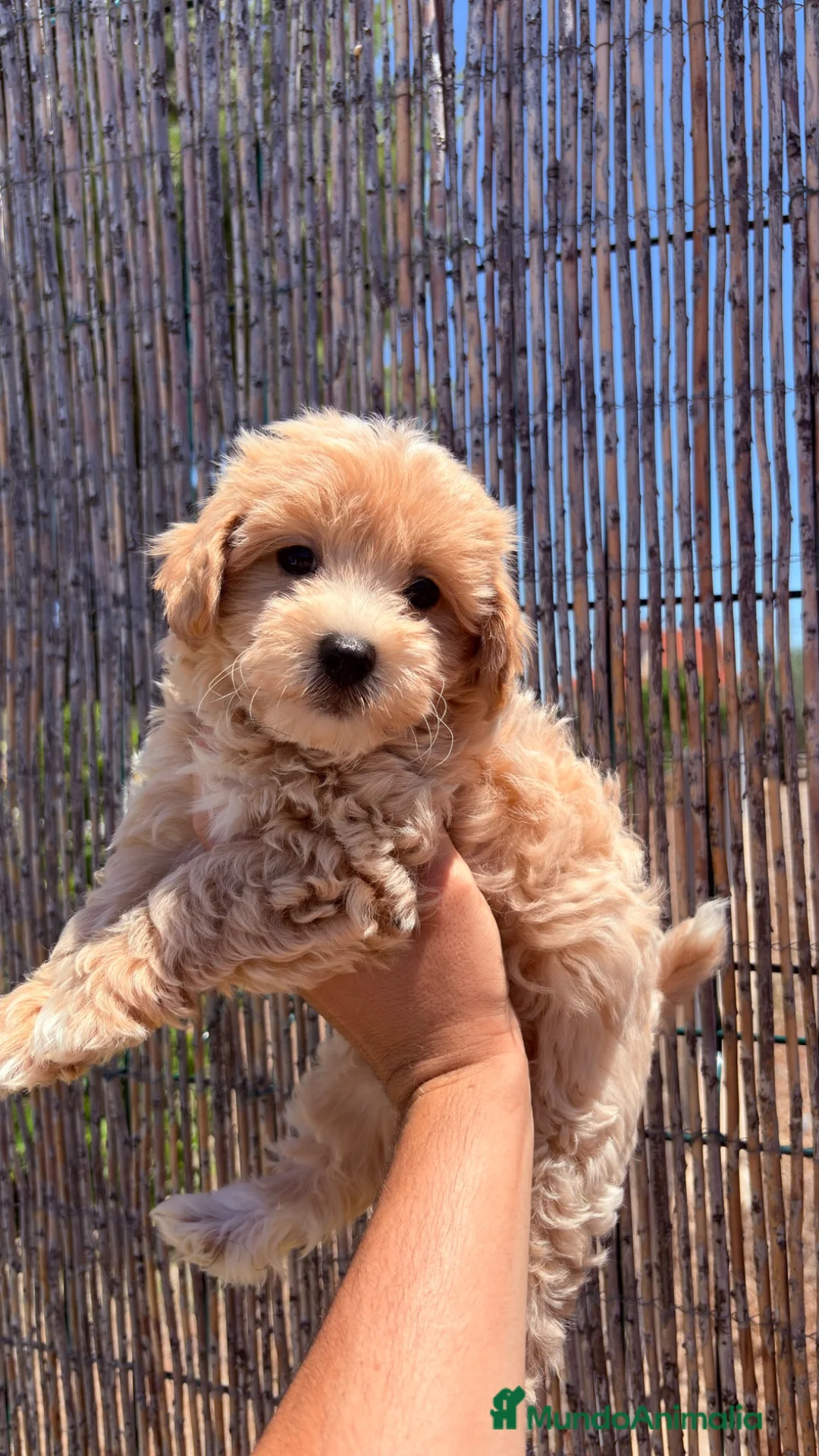Maltipoo perros en venta: Maltipoo - Anuncio 4