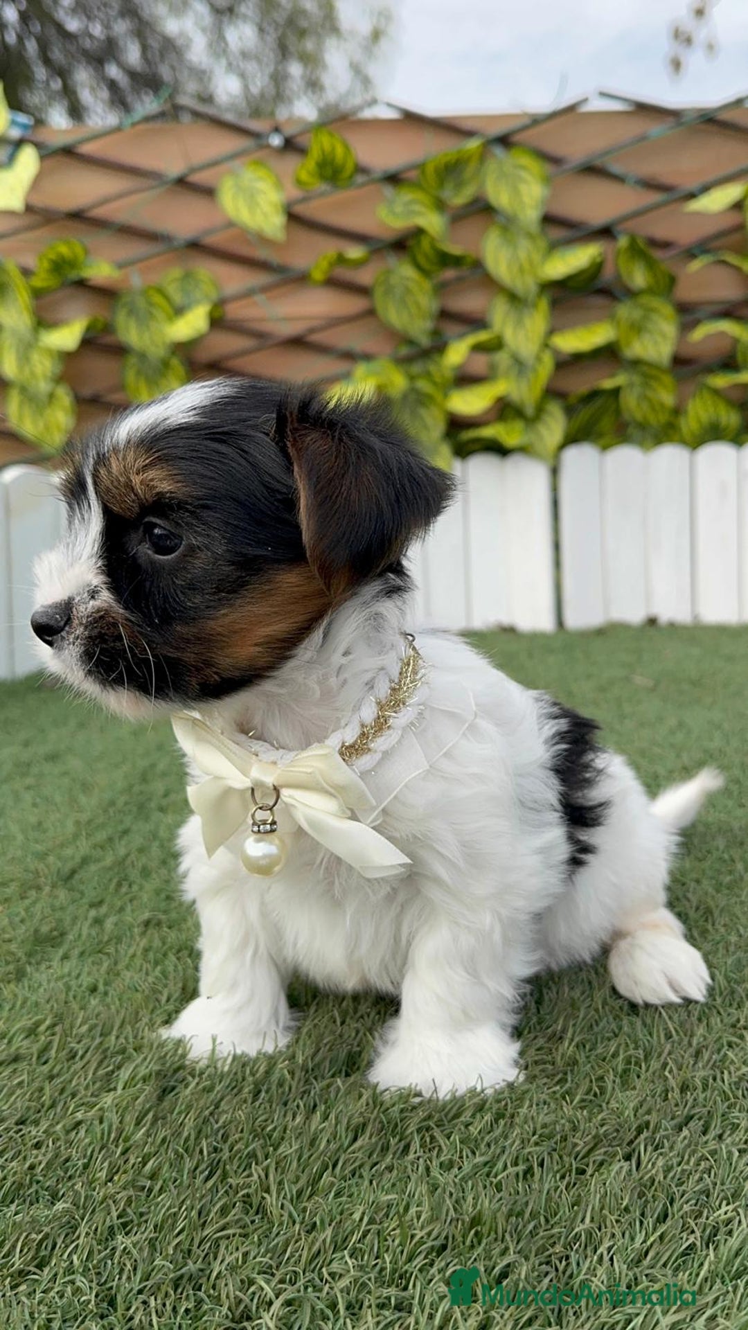 Yorkshire Terrier perros en venta: YORKSHIRE BIEWER MACHO DISPONIBLE - Anuncio 15