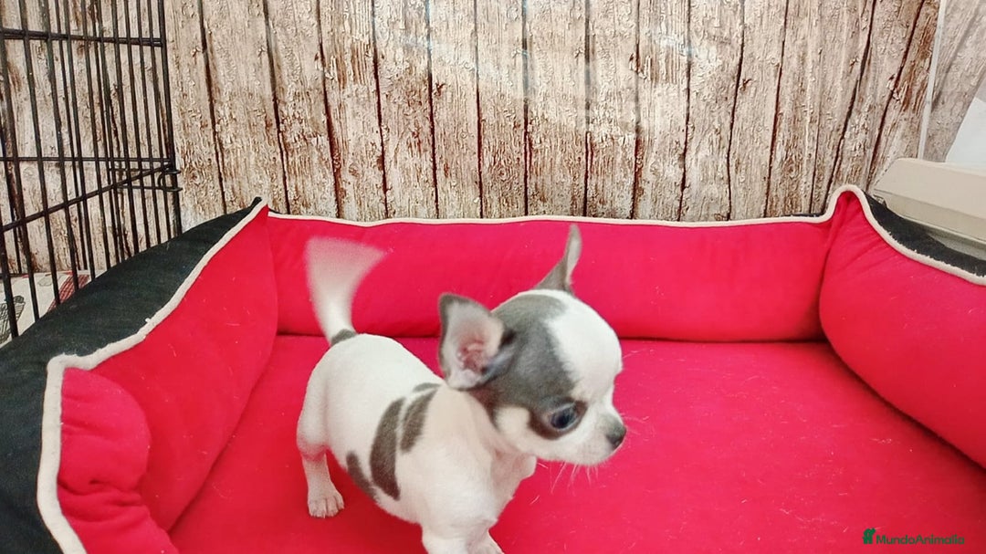 Chihuahua perros en venta: chihuahua tacita de te - Imagen 1