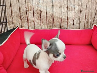 Chihuahua perros - Anuncio 10