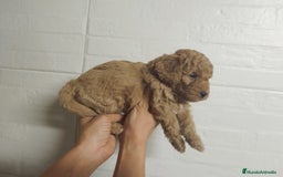 Caniche Mediano perros en venta: Caniches  - Imagen 2