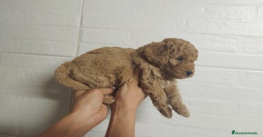 Caniche Mediano perros - Anuncio 13