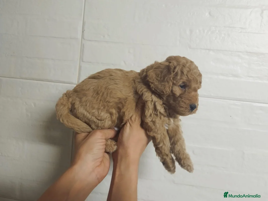Caniche Mediano perros en venta: Caniches  - Anuncio 2