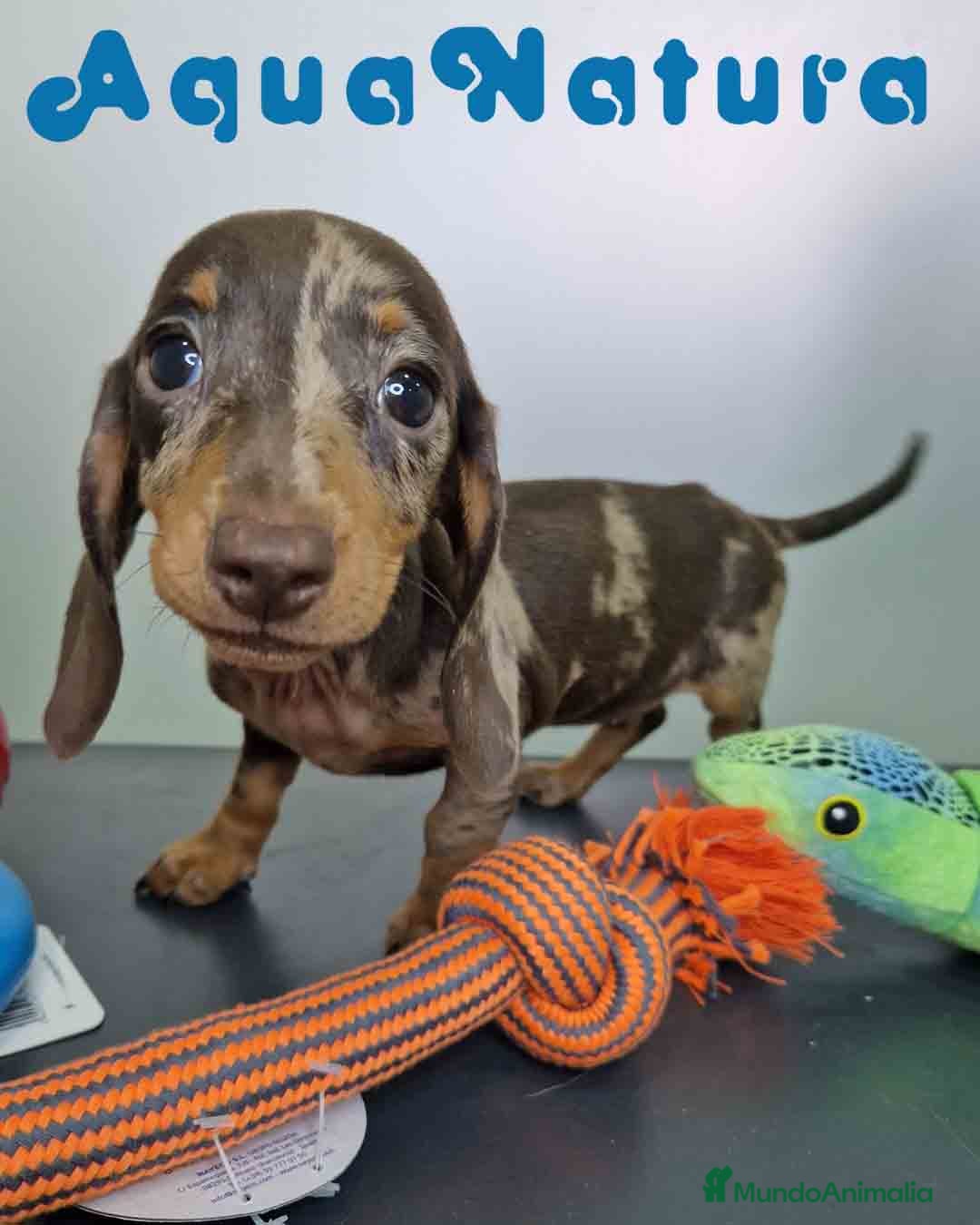 Teckel Miniatura perros en venta: Teckel Hembra 5805 AQUANATURA - Imagen 3