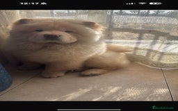 Chow Chow perros en venta: Preciosa camada de Chow chow - Imagen 5
