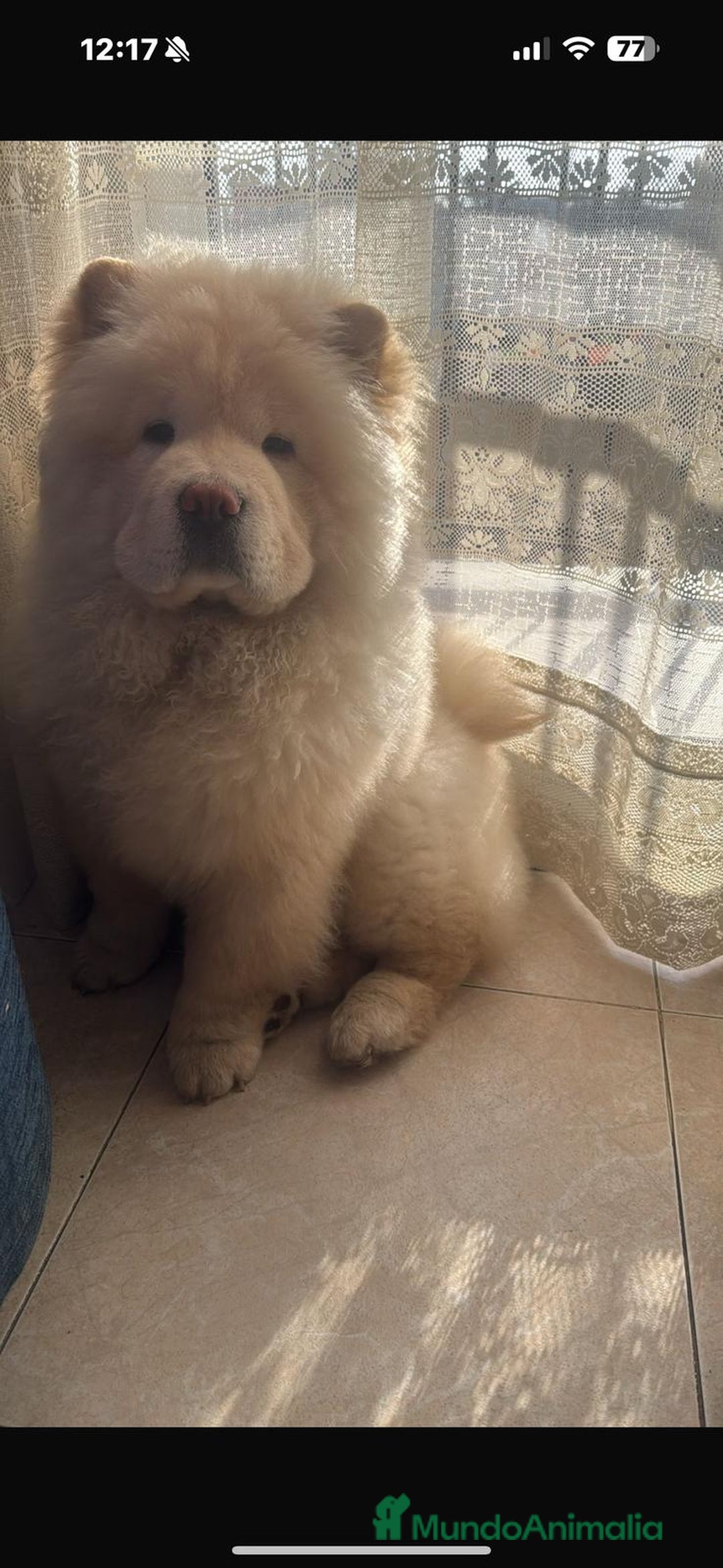 Chow Chow perros en venta: Preciosa camada de Chow chow - Imagen 5