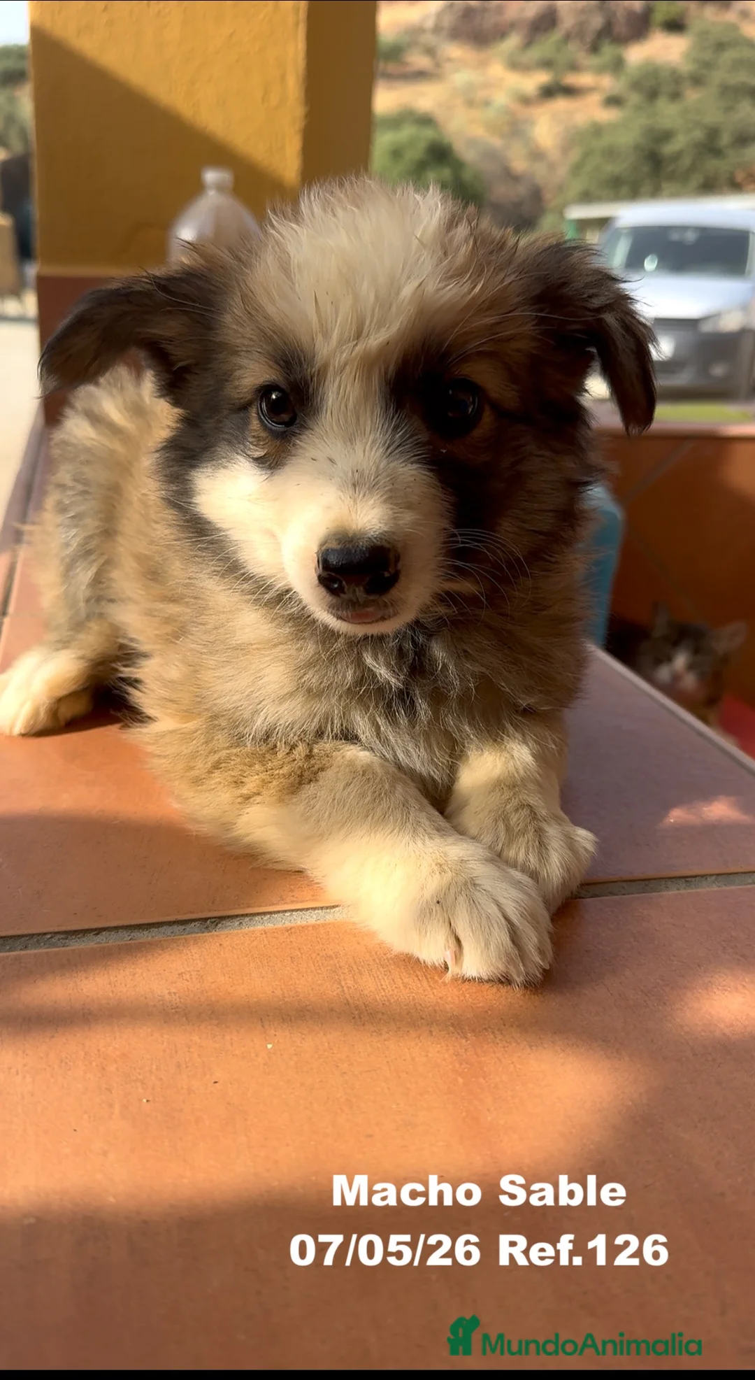 Border Collie perros en venta: Border Collie De Villa Biznaga - Anuncio 2