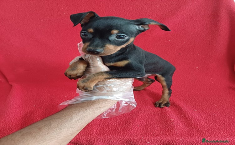 Pinscher Miniatura perros - Anuncio 1