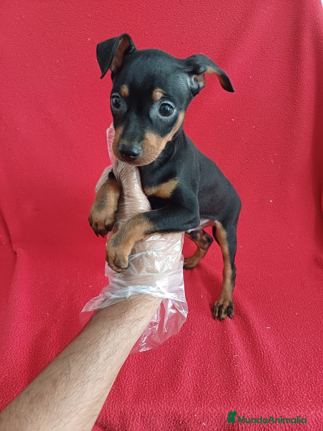 Pinscher Miniatura perros en venta: Pincher Miniatura  - Imagen 1