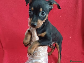 Pinscher Miniatura perros - Anuncio 2