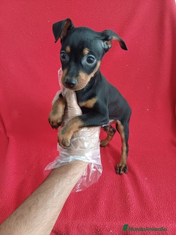 Pinscher Miniatura perros - Anuncio 2