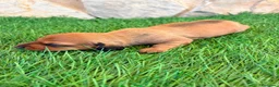Teckel Miniatura perros en venta: Teckel miniatura rojizo - Anuncio 10