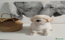 Caniche Toy perros en venta: Caniche toy  - Imagen 4