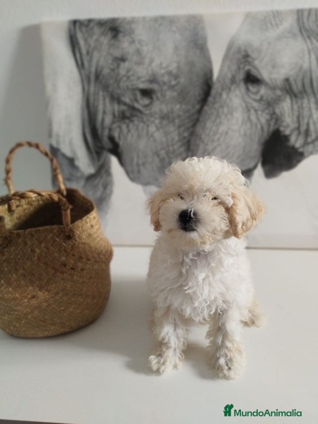 Caniche Toy perros en venta: Caniche toy  - Imagen 4