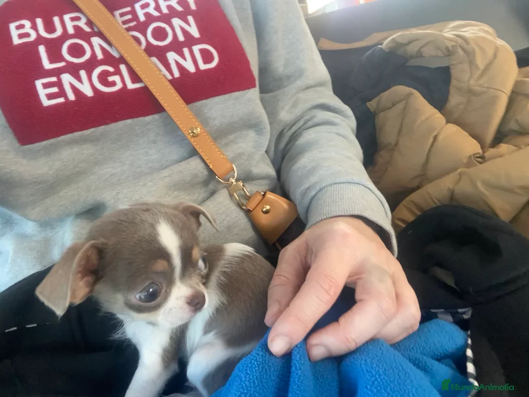 Chihuahua perros para monta: Chihuahua color exótico para monta  - Anuncio 6