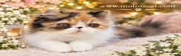 Persa gatos en venta: Persa tricolor  - Anuncio 2