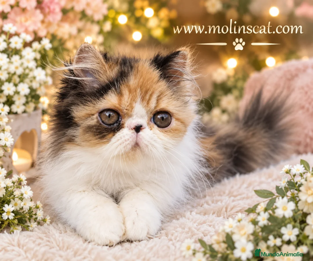 Persa gatos en venta: Persa tricolor  - Anuncio 2