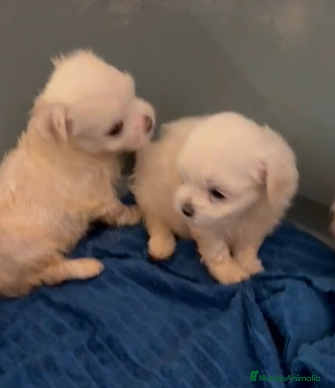 Bichón Maltés perros en venta: Bichón mini - Imagen 1