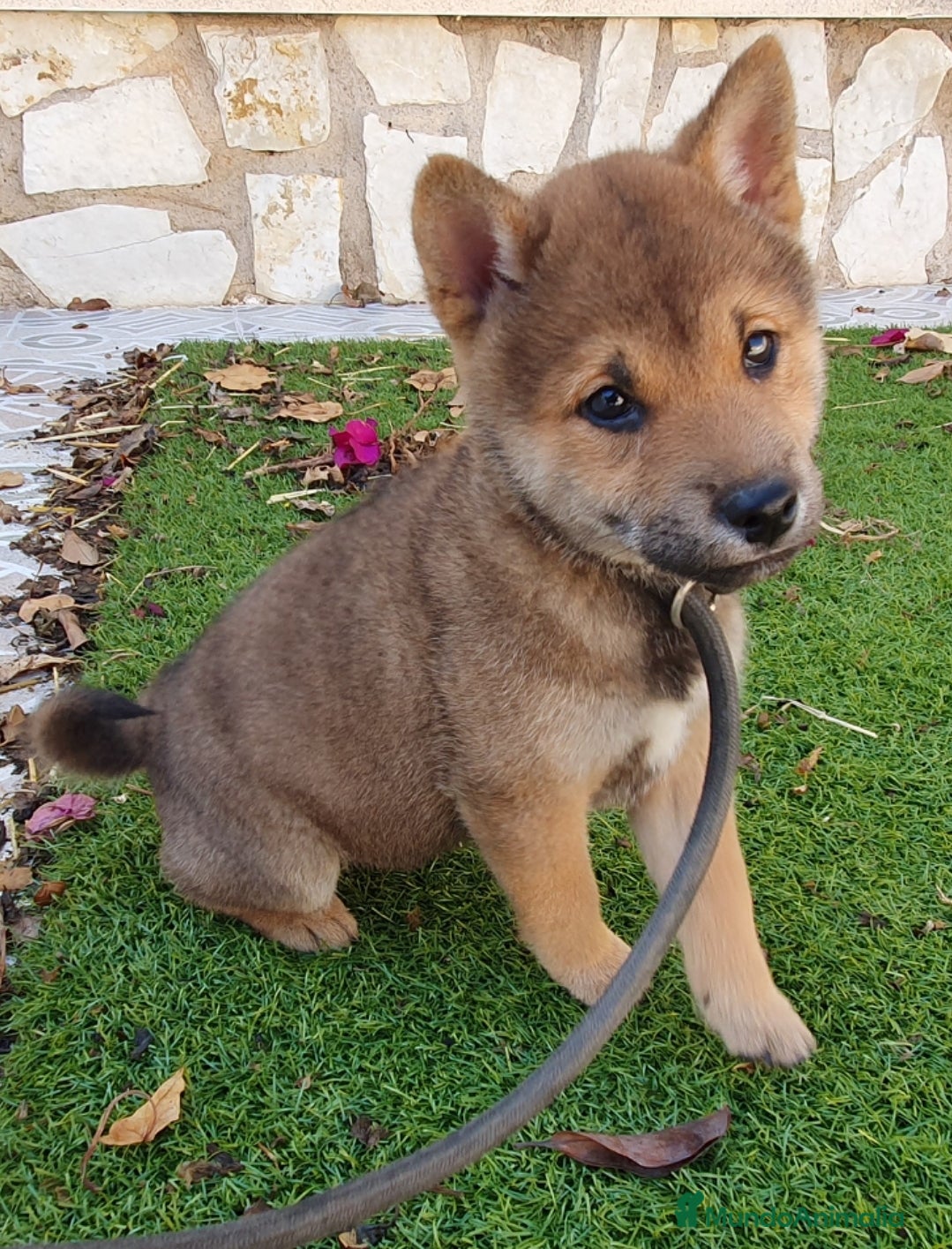 Shiba Inu perros Shiba Inu Calidad Top - Anuncio 1