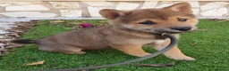 Shiba Inu perros en venta: Shiba Inu Calidad Top - Anuncio 1