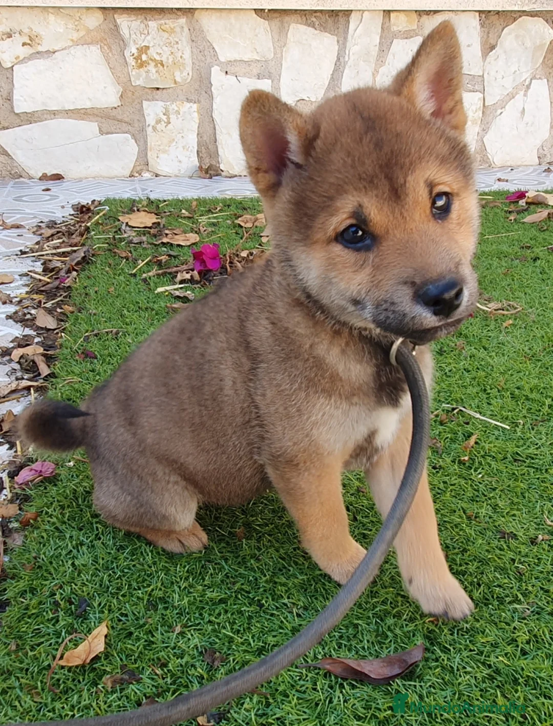 Shiba Inu perros en venta: Shiba Inu Calidad Top - Anuncio 1