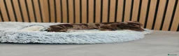 Teckel Miniatura perros en venta: Teckel Mini Arlequín ♂️ disponible  - Anuncio 7