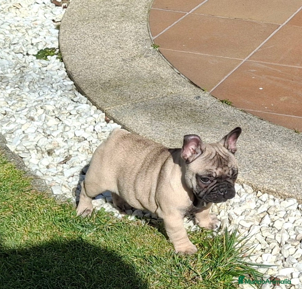 Bulldog Francés perros CACHORROS BULLDOG FRANCES - Anuncio 1