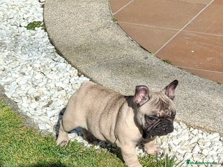 Bulldog Francés perros CACHORROS BULLDOG FRANCES - Anuncio 1