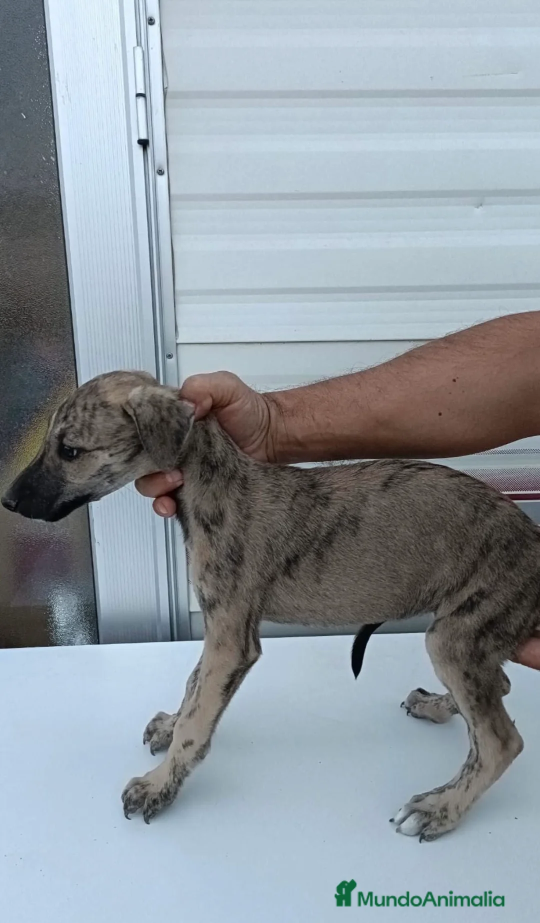 Galgo Español perros en venta: camada galgo español - Anuncio 7