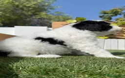 Perro de Agua Español perros en venta: PERRO DE AGUA ESPAÑOL MACHO - Imagen 13