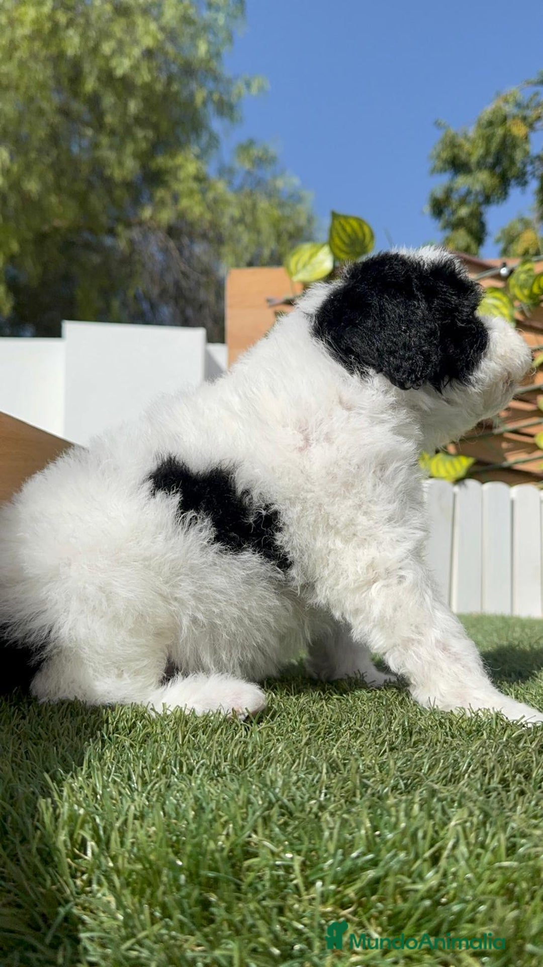 Perro de Agua Español perros en venta: PERRO DE AGUA ESPAÑOL MACHO - Imagen 13
