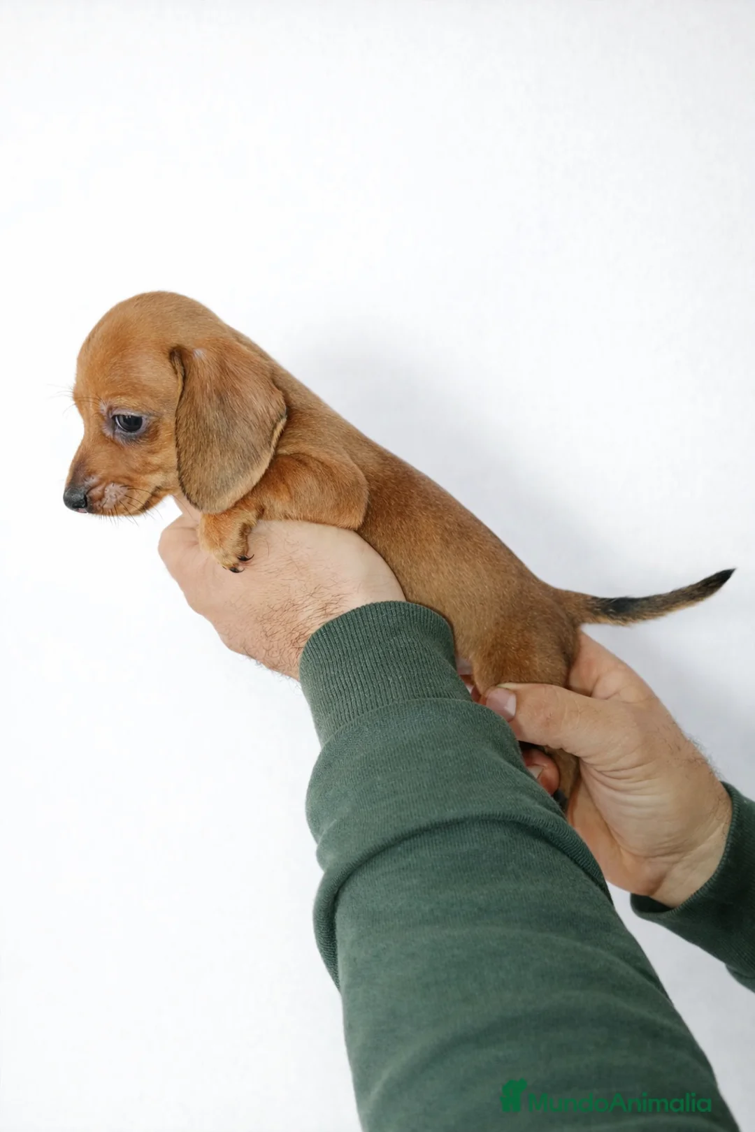 Teckel Miniatura perros en venta: Teckel Miniatura Precioso  - Anuncio 1