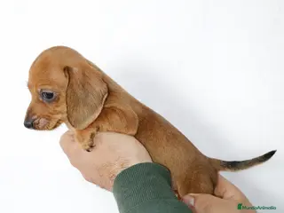 Teckel Miniatura perros Teckel Miniatura Precioso - Anuncio 1