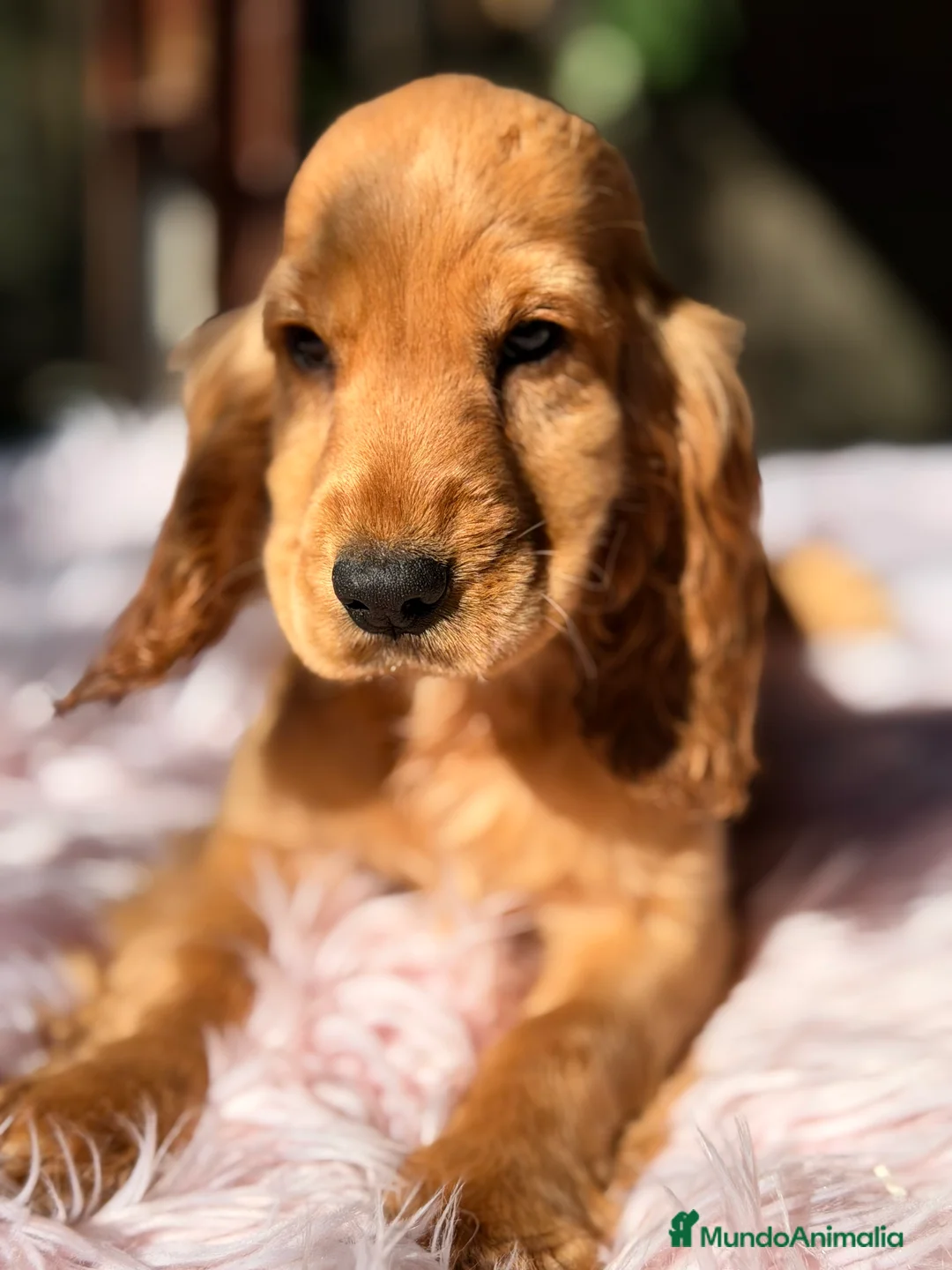 Cocker Spaniel Inglés perros en venta: Cocker dorada hembra - Anuncio 6