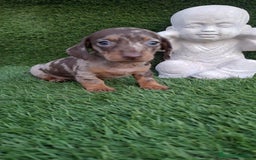 Teckel Miniatura perros en venta: Teckel kanichen Hembra arlequín chocolate  - Imagen 1