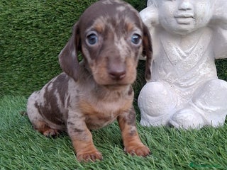 Teckel Miniatura perros - Anuncio 1