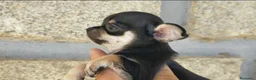 Chihuahua perros en venta: Chihuahua cabeza manzana  - Anuncio 2